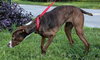 McGrath the Pointer Blend