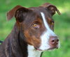 McGrath the Pointer Blend