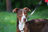 McGrath the Pointer Blend