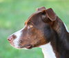 McGrath the Pointer Blend