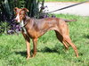 McGrath the Pointer Blend