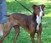 McGrath the Pointer Blend