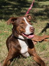 McGrath the Pointer Blend