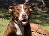McGrath the Pointer Blend