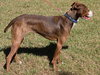 McGrath the Pointer Blend
