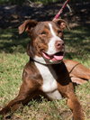 McGrath the Pointer Blend
