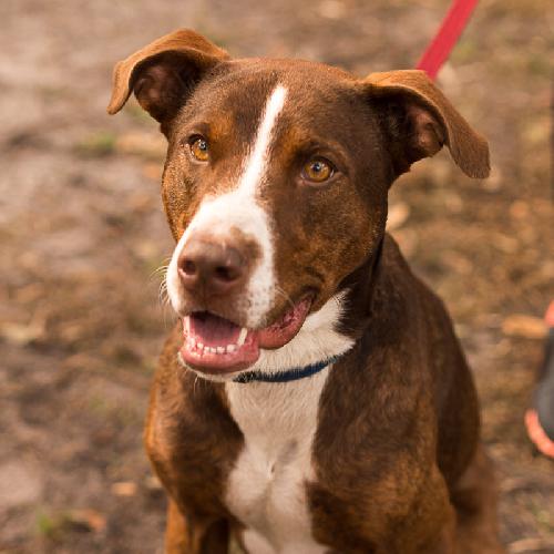McGrath the Pointer Blend