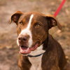 McGrath the Pointer Blend