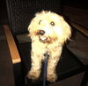Zelda the Yorkiepoo