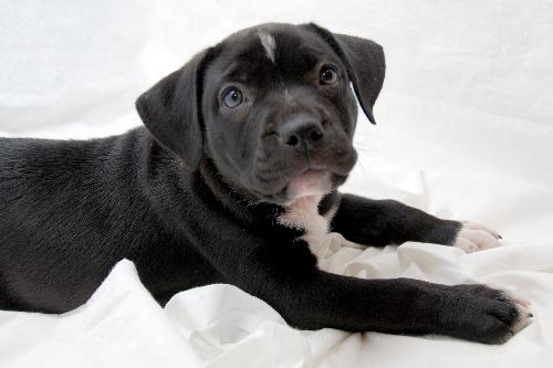 Kari the Bulldog Puppy