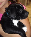 Kari the Bulldog Puppy