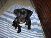 Kari the Bulldog Puppy