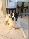 Teddy the Border Collie Blend