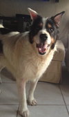 Teddy the Border Collie Blend