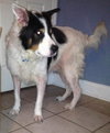 Teddy the Border Collie Blend