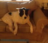 Teddy the Border Collie Blend