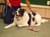 Teddy the Border Collie Blend