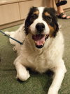 Teddy the Border Collie Blend