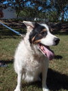 Teddy the Border Collie Blend