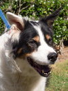 Teddy the Border Collie Blend