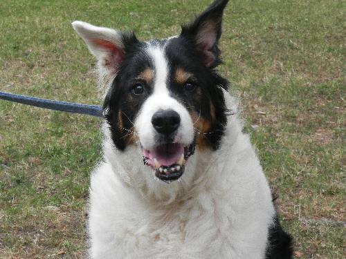 Teddy the Border Collie Blend