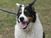 Teddy the Border Collie Blend
