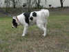 Teddy the Border Collie Blend