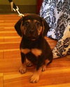 Artemis the Adorable Shepherd Puppy