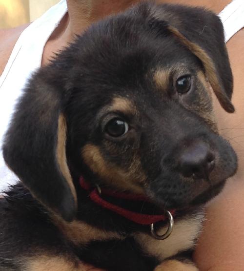 Artemis the Adorable Shepherd Puppy