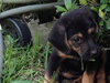 Artemis the Adorable Shepherd Puppy