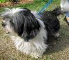 Ohiro the Shih Tzu