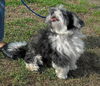 Ohiro the Shih Tzu