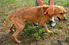 Banjo The Clever Puppy
