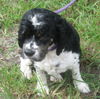 Oreo the Adorable Cocker
