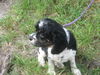 Oreo the Adorable Cocker