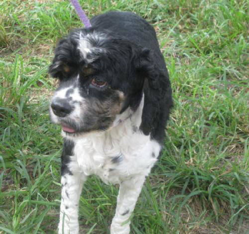 Oreo the Adorable Cocker