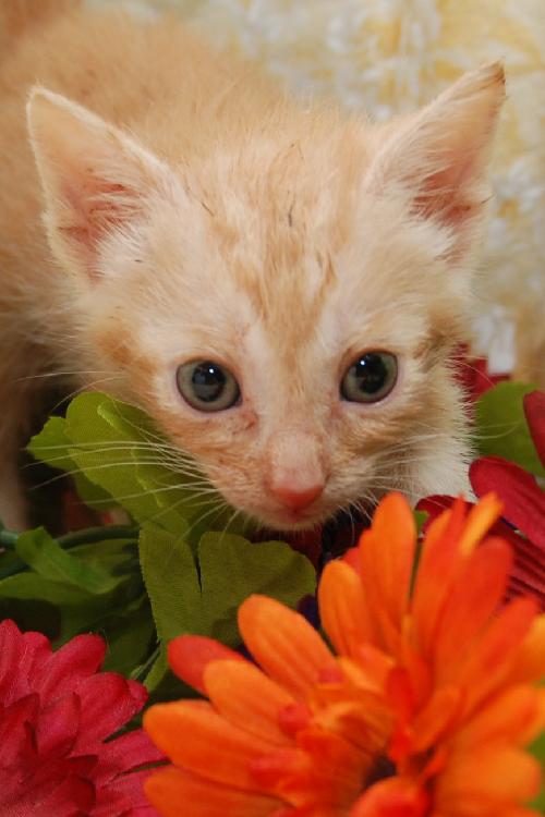 Alcide the True Blood Kitten