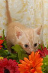 Alcide the True Blood Kitten