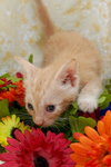 Alcide the True Blood Kitten