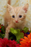 Alcide the True Blood Kitten