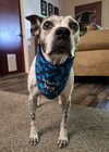 Jericho the Josh Family Terrier Daddy