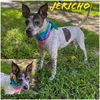 Jericho the Josh Family Terrier Daddy