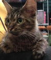Beauty the Manx