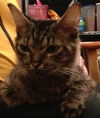Beauty the Manx