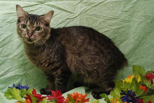 Beauty the Manx