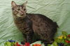 Beauty the Manx