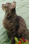 Beauty the Manx