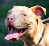 Big Lots the Puppy