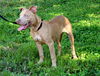 Big Lots the Puppy