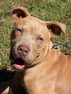 Big Lots the Puppy